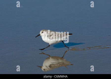 Le Bécasseau semipalmé (Calidris pusilla) s'exécutant sur la plage, reflétant dans l'eau Banque D'Images