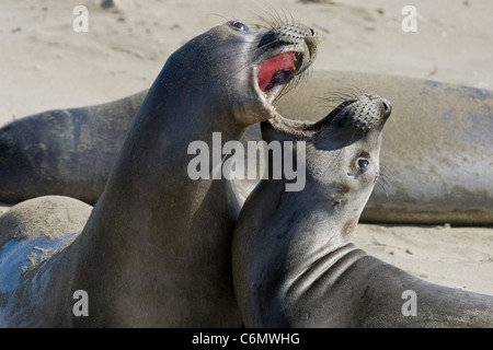 L'éléphant (Mirounga angustirostris) sparring Banque D'Images