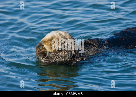 Californie loutre de mer (Enhydra lutris) Banque D'Images