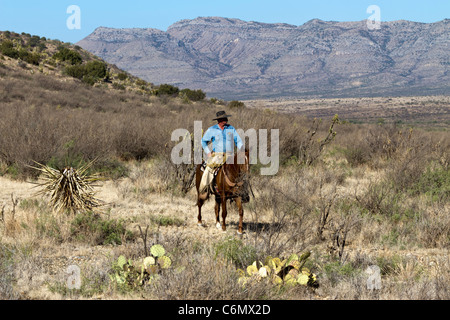 Au cours d'un cow-boy de bétail sur un roundup West ranch au Texas avant expédition. Banque D'Images