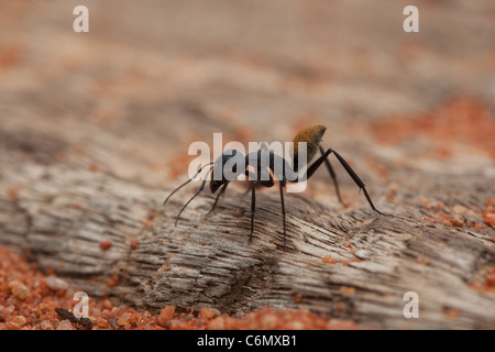 Ant de velours Banque D'Images