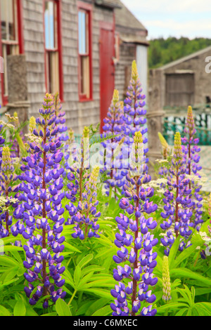 McCurdy Smokehouse, Lubec, Maine, USA Banque D'Images