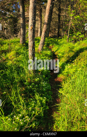 Sentier de la Garde côtière canadienne, à l'Ouest Quaddy Head State Park, Lubec, Maine, États-Unis Banque D'Images