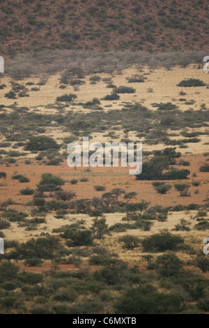 La végétation du Kalahari dans différentes bandes de couleur Banque D'Images