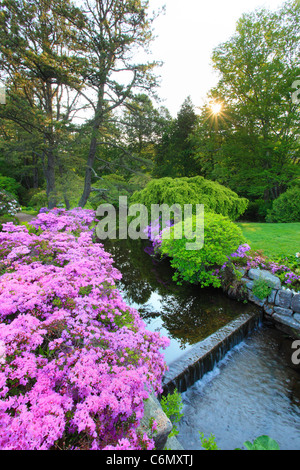 Le lever du soleil, jardins, Asticou, Northeast Harbor Mount Desert Island, Maine, USA Banque D'Images