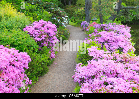 Le lever du soleil, jardins, Asticou, Northeast Harbor Mount Desert Island, Maine, USA Banque D'Images