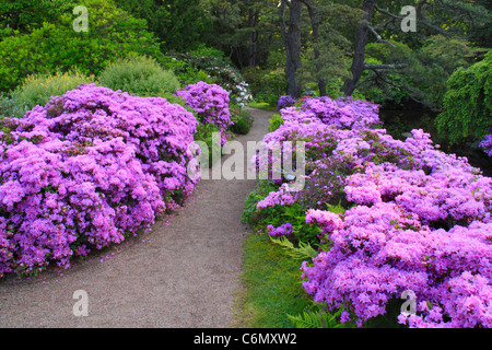 Le lever du soleil, jardins, Asticou, Northeast Harbor Mount Desert Island, Maine, USA Banque D'Images