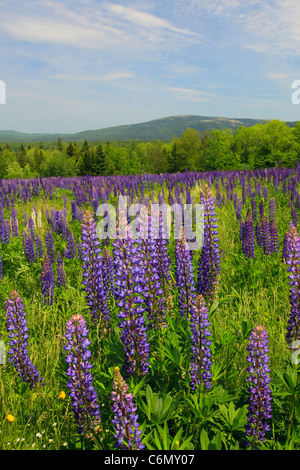 Fleur de lupin sur Beech Mountain, regardez l'Acadie Mountain, Mount Desert Island, Maine, USA Banque D'Images