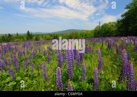 Fleur de lupin sur Beech Mountain, regardez l'Acadie Mountain, Mount Desert Island, Maine, USA Banque D'Images