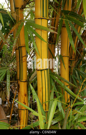 Les tiges et les feuilles de bambou Banque D'Images
