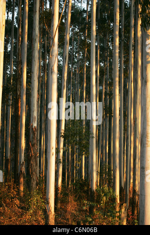 Tiges d'Eucalyptus dans une plantation commerciale près de Sable Banque D'Images