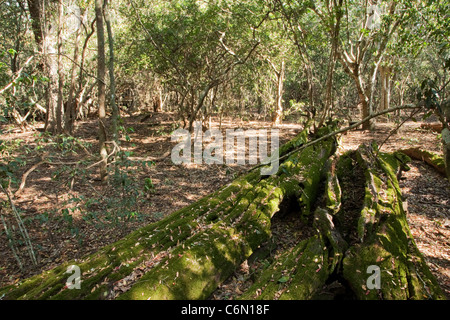 Arbre tombé et moss, Forest Lodge Banque D'Images