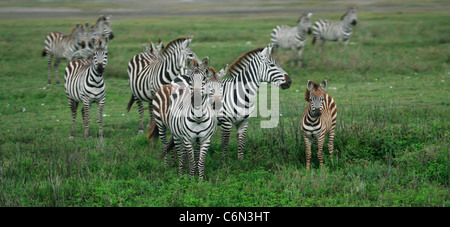 La famille zèbre sur les plaines du Serengeti Banque D'Images