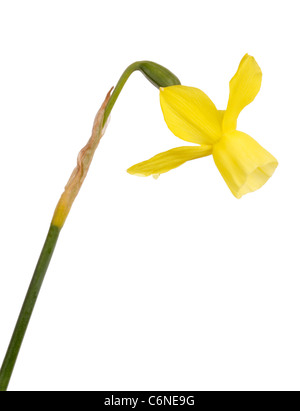 Vue latérale d'une seule tige et fleur jaune d'une jonquille Narcissus triandrus isolés cultivar sur un fond blanc. Banque D'Images