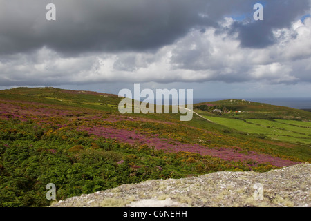À l'échelle du nord-ouest des hautes terres de Cornouailles couvertes de bruyère cendrée et de l'ouest de pourpre l'ajonc en été de Rosewall Tor Banque D'Images