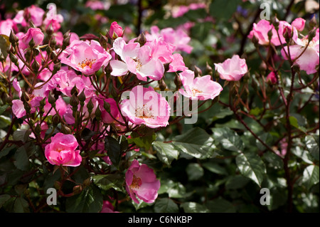 Rosa 'coussin Rose Interall' en fleurs Banque D'Images