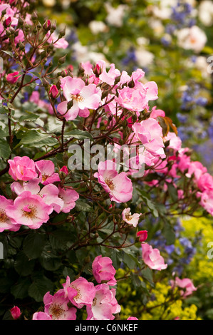 Rosa 'coussin Rose Interall' en fleurs Banque D'Images