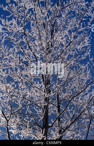 Les branches d'arbres recouvertes de glace faire une photographie spectaculaire quand le soleil met en évidence eux par derrière et crée leur silhouette contre un hiver bleu ciel. Banque D'Images