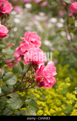 Rosa 'Kathleen Ferrier' en fleurs Banque D'Images