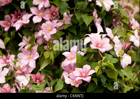 Clematis 'Caroline' en fleurs Banque D'Images