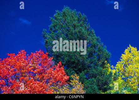 Les bordeaux, vert, jaune et couleurs de feuilles des arbres se détachent sur un ciel bleu profond au cours de l'automne à New York, USA. Banque D'Images