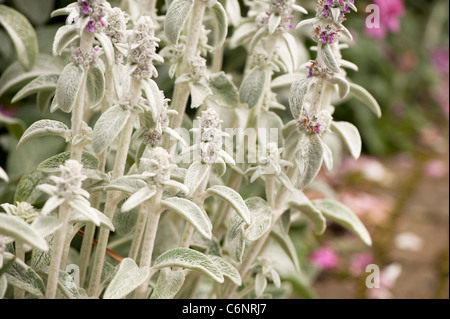 Stachys byzantina, les oreilles d'agneau, en fleurs Banque D'Images