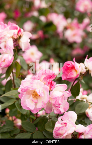 Pink et white rose en fleur dans le jardin de roses, d'arbustes RHS Rosemoor, Devon, England, United Kingdom, Banque D'Images