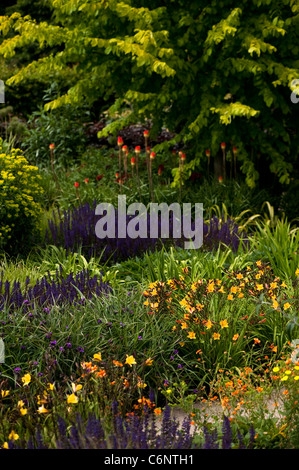 Le jardin chaud en juin, RHS Rosemoor, Devon, Angleterre, Royaume-Uni Banque D'Images