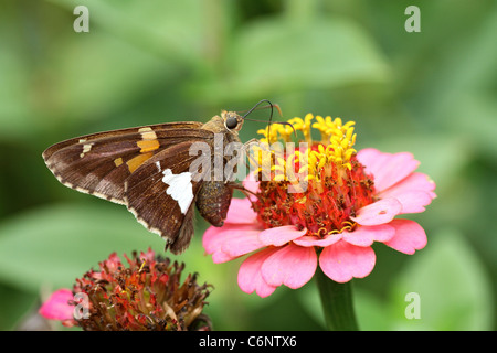 Silver-spotted Skipper sur Zinnia Banque D'Images