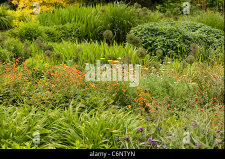 Le jardin chaud en juin, RHS Rosemoor, Devon, Angleterre, Royaume-Uni Banque D'Images