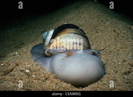 Pied prolongée et coquille d'escargot Lune du Nord (Euspira heros) se déplaçant sur fond de sable de nuit. La Nouvelle Angleterre, USA Banque D'Images