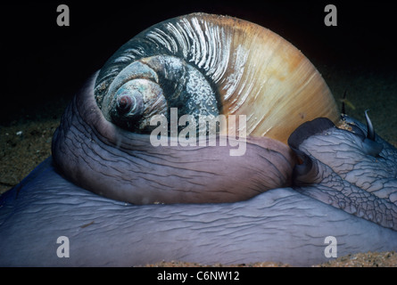 Pied prolongée et coquille d'escargot Lune du Nord (Euspira heros) se déplaçant sur fond de sable de nuit. La Nouvelle Angleterre, USA Banque D'Images