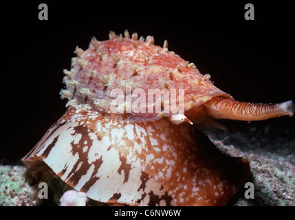 Géographie toxiques Shell Cône Conus geographus (toxiques) avec cône proboscis étendu, se déplace le long de coraux lit. L'Egypte, Mer Rouge Banque D'Images