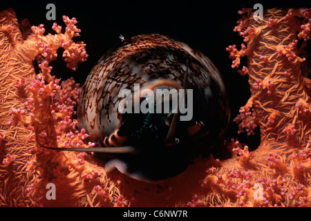 Arabian Cowrie (Mauritia arabica) broute des Alcyonarian coral la nuit. L'Egypte, Mer Rouge Banque D'Images