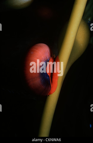 Lune rouge escargot de varech (Norrisia norrisi) broute sur varech Macrocystis pyrifera (souches). Channel Islands, California, USA Banque D'Images