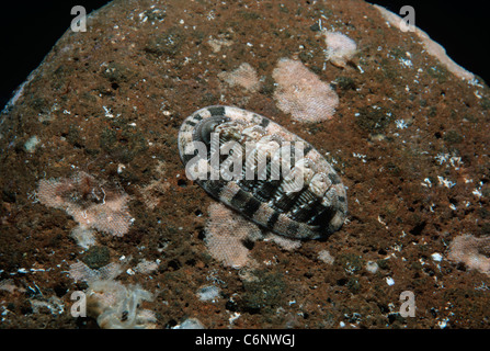 Chiton vert (Chiton olivaceus) broute des algues. L'île d'Ustica, Italie, Mer Méditerranée Banque D'Images