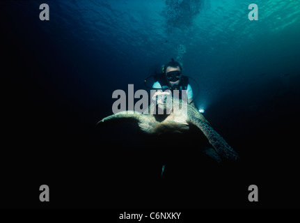 Diver interagissant avec une tortue verte (Chelonia mydas) Nager dans l'océan ouvert la nuit. Bornéo, Mer de Chine du Sud Banque D'Images