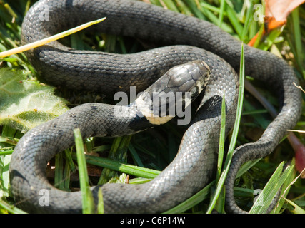 Jeune couleuvre vipérine, Natrix natrix, quelques heures. UK. Banque D'Images