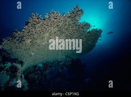 Table Acropora Acropora (corail). L'Egypte, Mer Rouge Banque D'Images