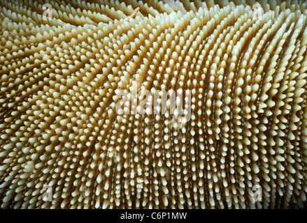 Corail champignon (Fungia fungites). Mer Rouge, Egypte Banque D'Images