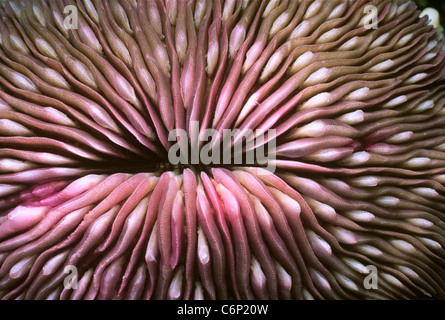 Corail champignon (Fungia fungites). Mer Rouge, Egypte Banque D'Images