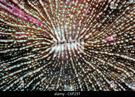 Corail champignon (Fungia fungites) polype. La Papouasie-Nouvelle-Guinée, mer de Bismarck Banque D'Images