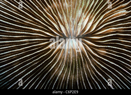 Corail champignon (Fungia fungites) polype. La Papouasie-Nouvelle-Guinée, mer de Bismarck Banque D'Images