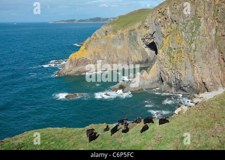 Hebridean moutons paissent sur les falaises accidentées au point Baggy entre Woolacombe et Mortehoe Côte Nord du Devon, Angleterre, Banque D'Images