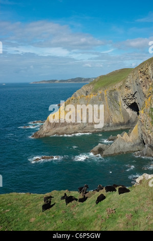 Hebridean moutons paissent sur les falaises accidentées au point Baggy entre Woolacombe et Mortehoe Côte Nord du Devon, Angleterre, Banque D'Images