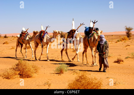 Caravane de chameaux des Touaregs nomades dans le désert du Sahara, la Libye Banque D'Images