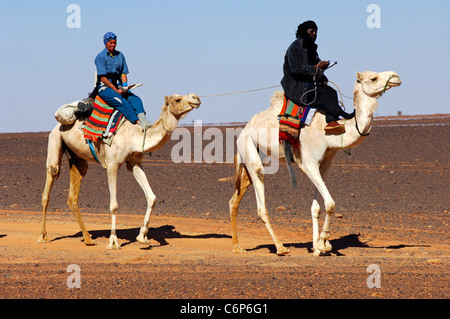 Nomade Touareg et un guide touristique épuisé sur leur droemdaries pendant un désert rode dans le désert du Sahara, la Libye Banque D'Images