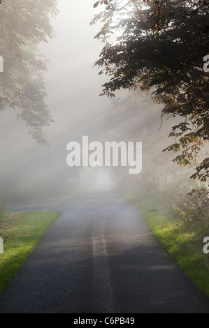 Les rayons du soleil à travers les marronniers sur une route de campagne en campagne anglaise misty tôt le matin Banque D'Images