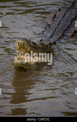 Crocodile - Crocodylus acutus - Costa Rica - forêt tropicale - manger Banque D'Images