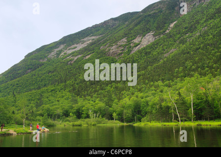 Les Canards d'alimentation à Wiley House Pond, Crawford Notch, North Conway, White Mountains, New Hampshire, USA Banque D'Images